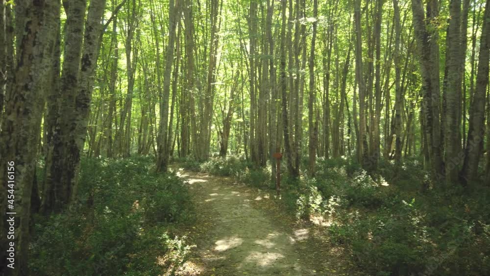 Igneada Longoz floodplain forests in summer. Longoz forests are rare ecosystems. Igneada Longoz Forests is a National Park in Turkey Igneada Longoz floodplain forests in summer. Longoz forests are rare ecosystems. Igneada Longoz Forests is a National Park in Turkey