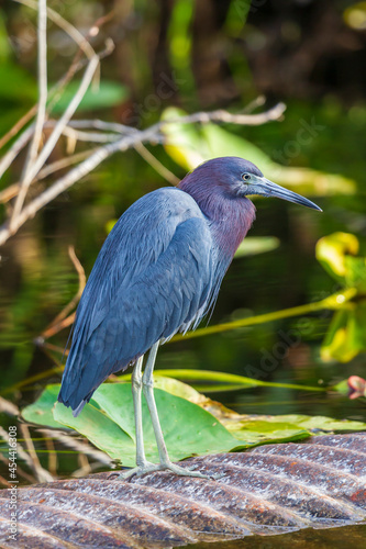 Photograph of a Little Blue Heron bird in the Everglades