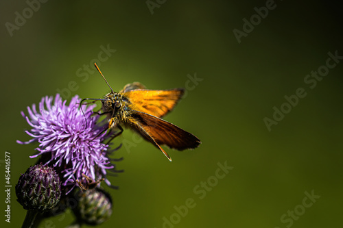 rusty brown thick head butterfly on a thistle