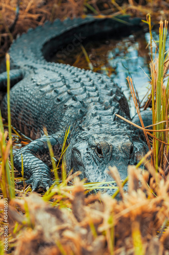 Photograph of an Alligator on land in the Everglades