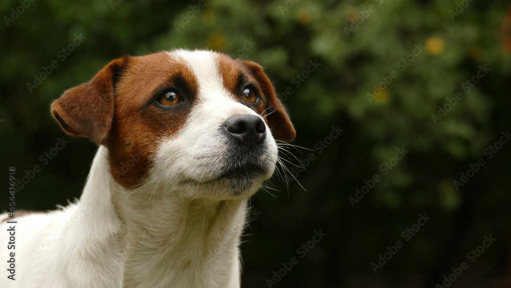 Beautiful male terrier dog outdoors in park