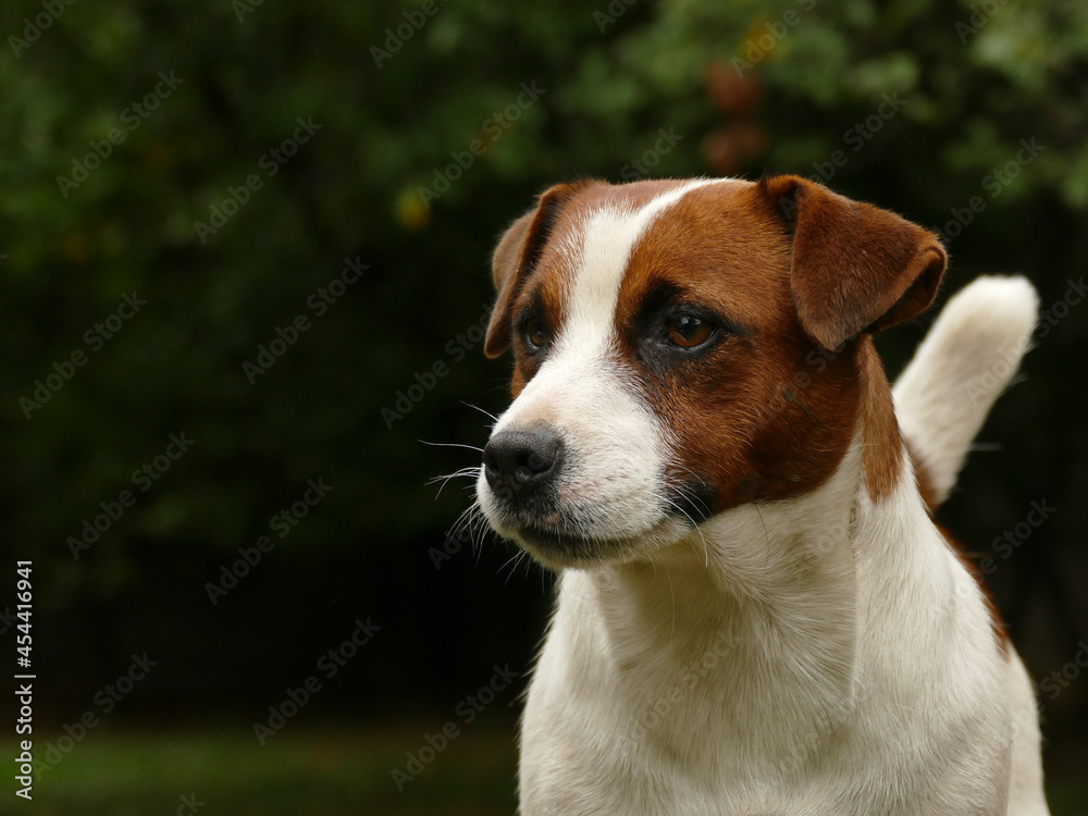 Beautiful male terrier dog outdoors in park