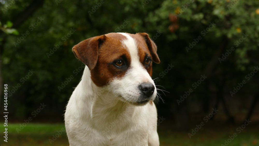 Beautiful male terrier dog outdoors in park Beautiful male terrier dog outdoors in park