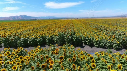 Aerial over gorgeous field of sunflowers in bright California sunshine near Gilroy, California. photo