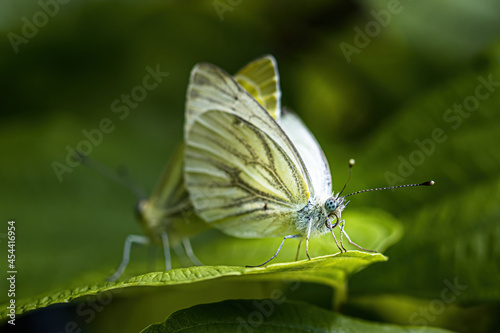 Green-veined white butterfly (Pieris napi) mating © Uwe