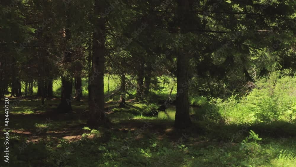 4K Stravorema Elatia forest in Rhodope Greece 4K Stravorema Elatia forest in Rhodope Greece