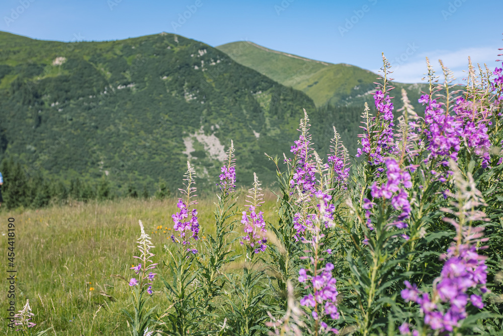 beautiful purple flowers growing in the mountains. lavender flowers