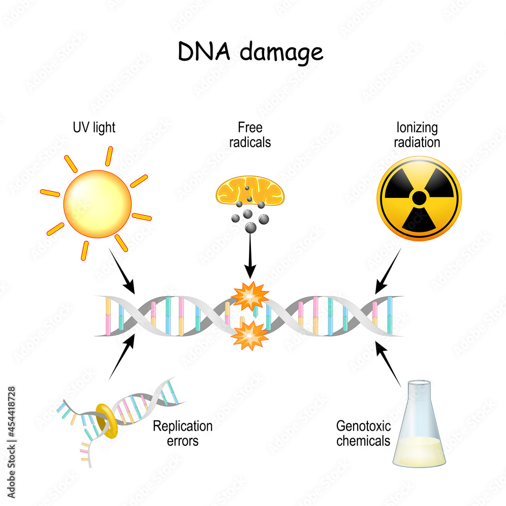 DNA damage. Adobe Stock