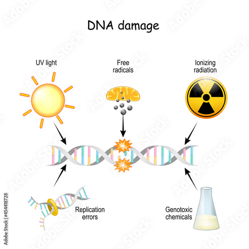 DNA damage.