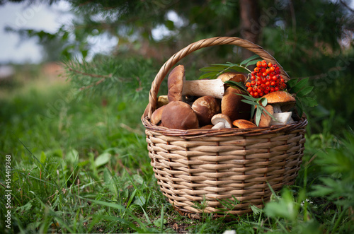 A full basket of mushrooms with rowen berries