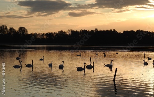 Swans at sunset