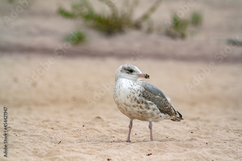 Selective of a Thayer's gull bird in the nature photo