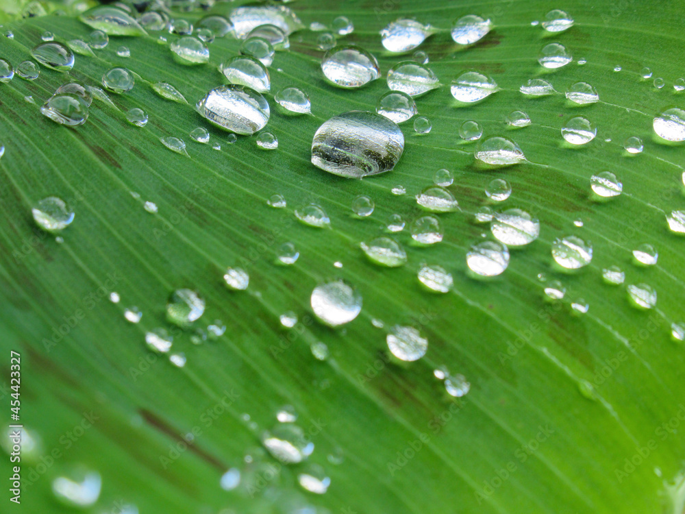 leaf with drops