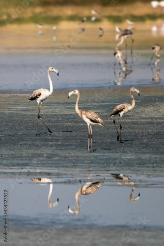 Flamingo » Greater Flamingo » Phoenicopterus roseus