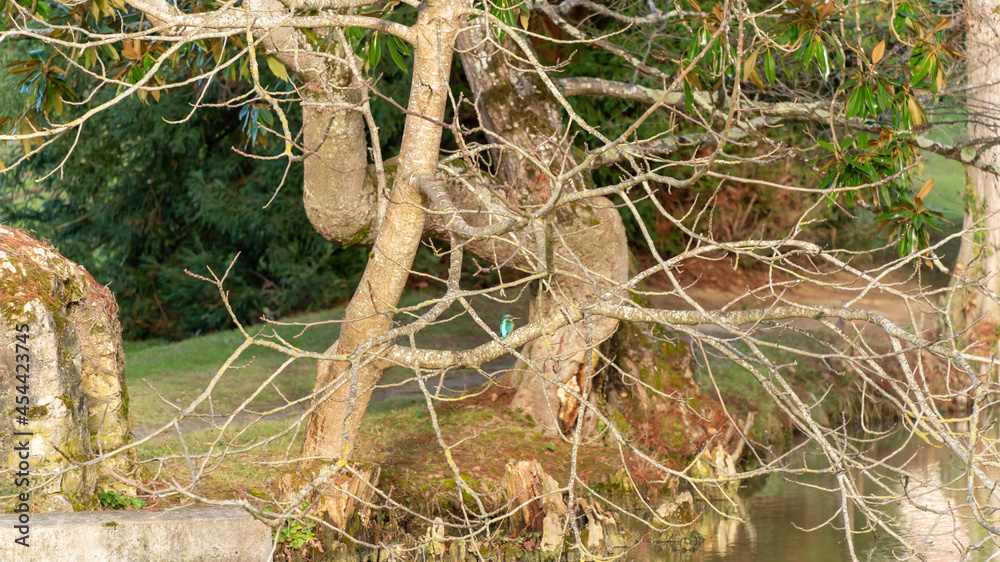Beautiful winter landscape by the lake and kingfisher on the branch Beautiful winter landscape by the lake and kingfisher on the branch