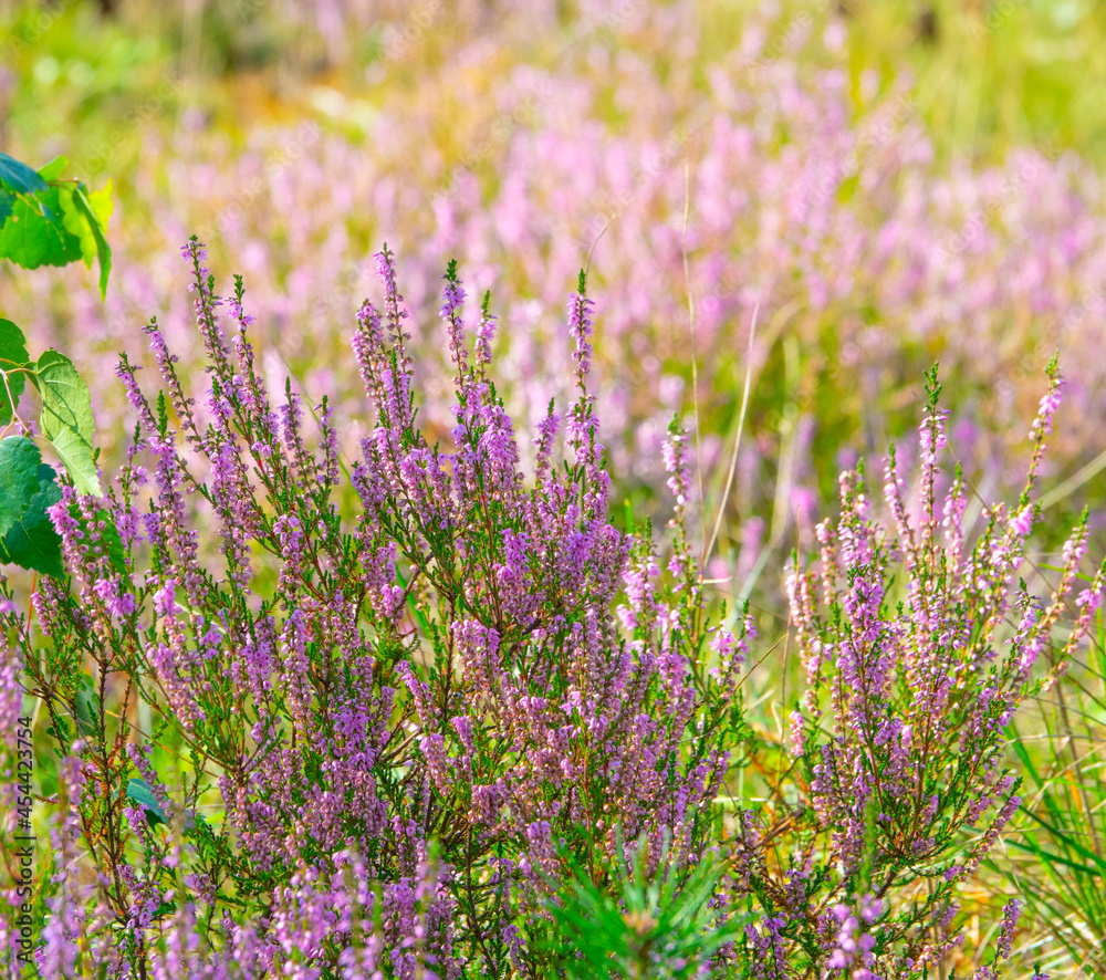 Obraz premium Wild heather flowers