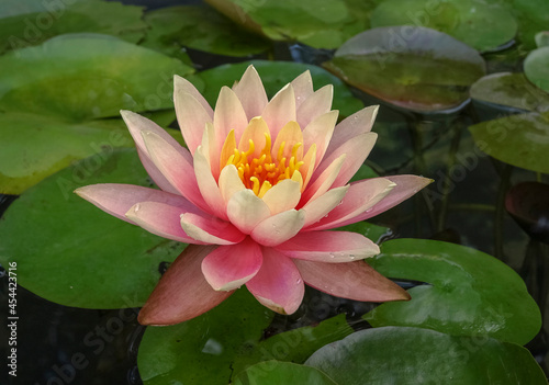 Lovely lotus flower in the pond