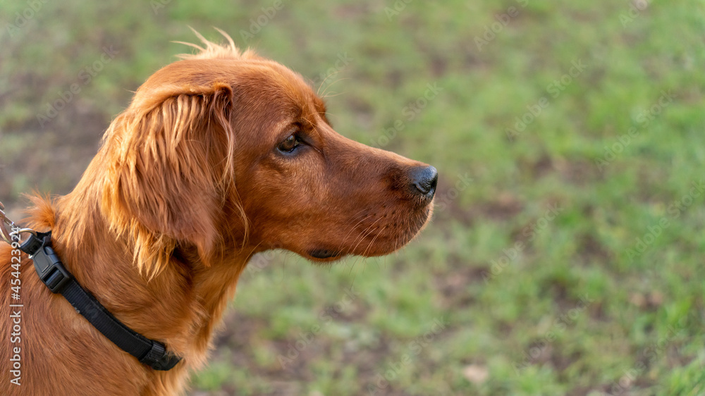 Portrait of an adorable young Irish Setter dog, outdoor