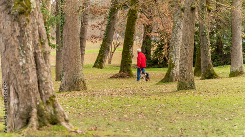 Walk in winter, a dog and his owner in the wooded park 