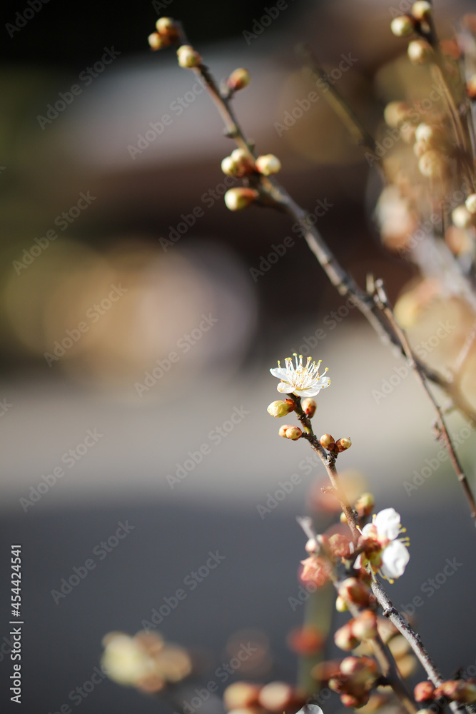 白梅の花 白梅の花
