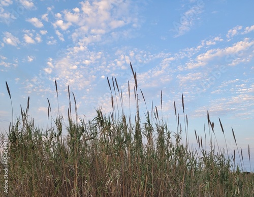 Planta de la Pampa en un espacio natural. Concepto de calma y tranquilidad. cielo nublado.