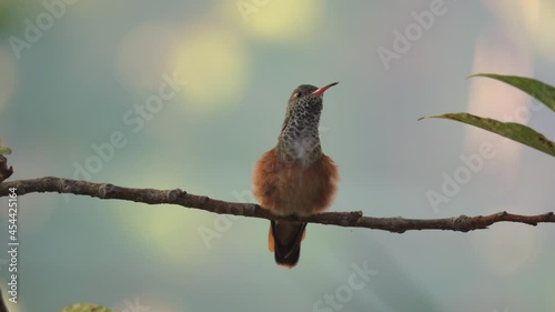 This video shows a perched Costas's Hummingbird (Calypte Costae) stretching out it's neck and then pooping.  photo