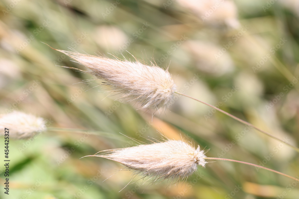 Fototapeta premium Fox tail and bristle grass or cattail closeup