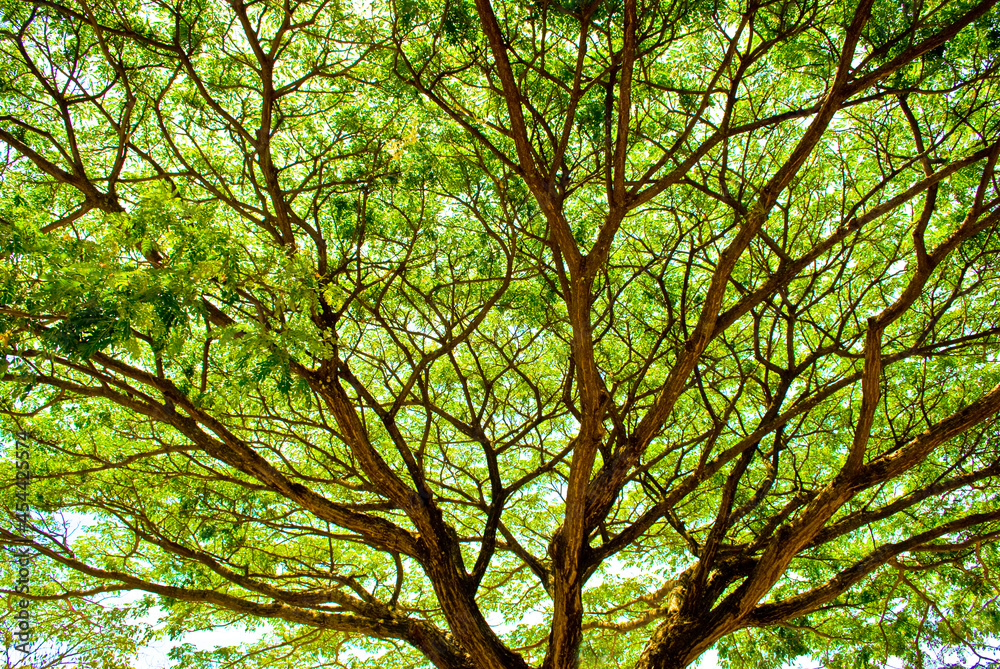 Obraz premium Árvore com muitos galhos