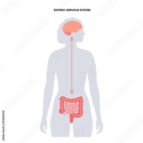 Gut brain connection