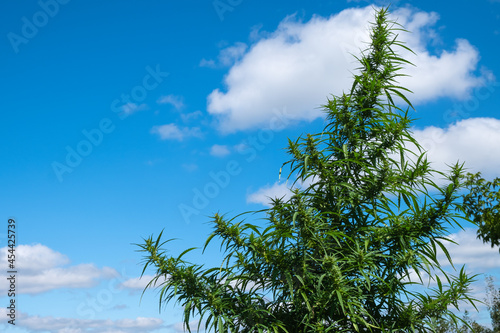 marijuana plant on blue sky background  cannabis flowering in outdoor copy space.