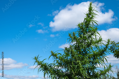 marijuana plant on blue sky background, cannabis flowering in outdoor copy space.