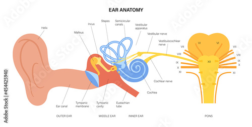 Ear anatomy diagram