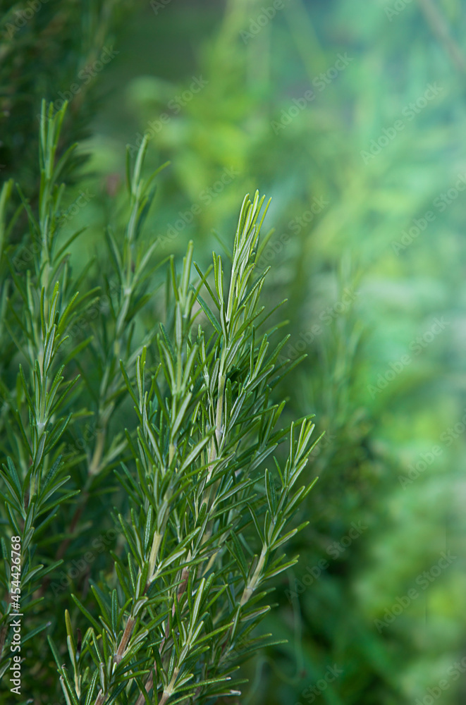 Fresh green rosemary bush in soft summer light. Fresh green rosemary bush in soft summer light.