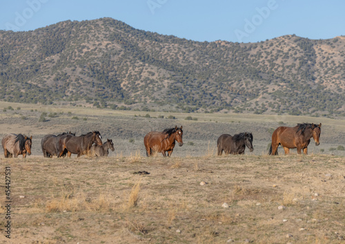 Wild Horses in the Utah Desert