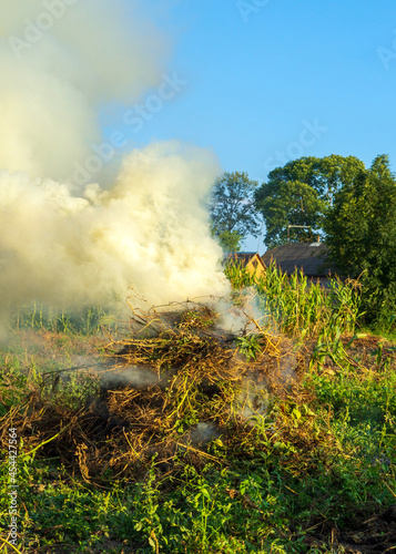 Fire in the garden, weeds are burning after harvest. Garden maintenance in late summer or autumn.