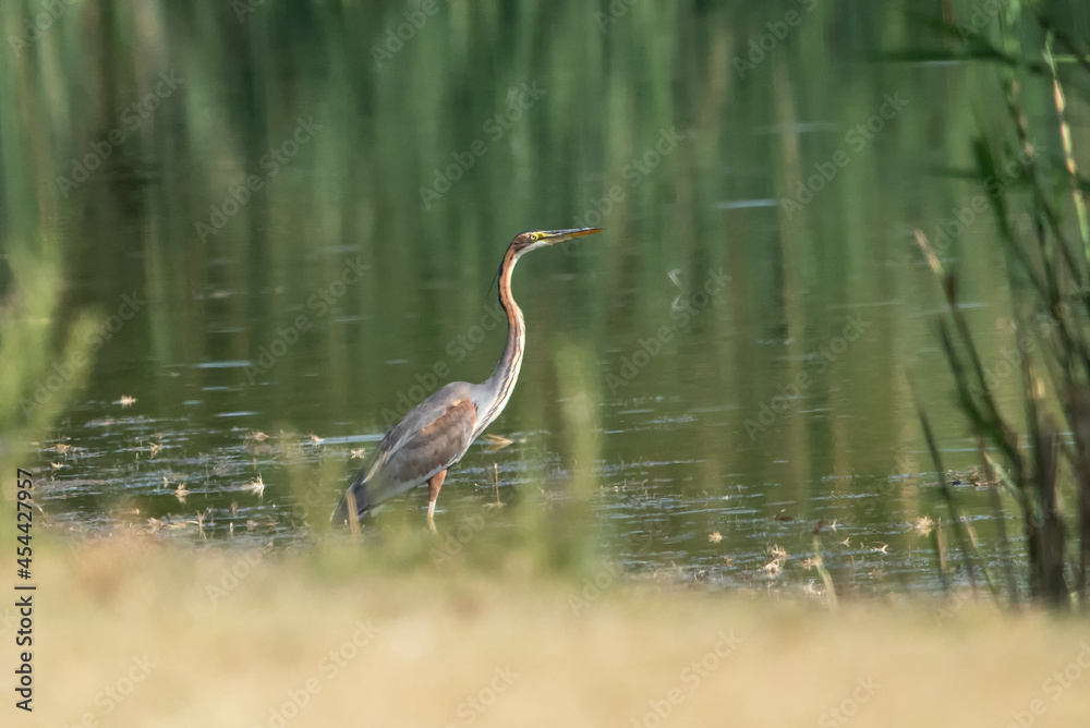 Erguvani balıkçıl » Purple Heron » Ardea purpurea Erguvani balıkçıl » Purple Heron » Ardea purpurea