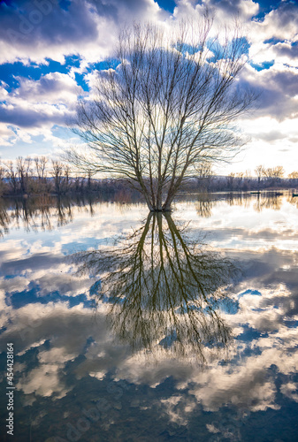 Tree by the water at winter...