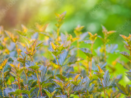 Branches of bushes with young green and red leaves in the sunset light.