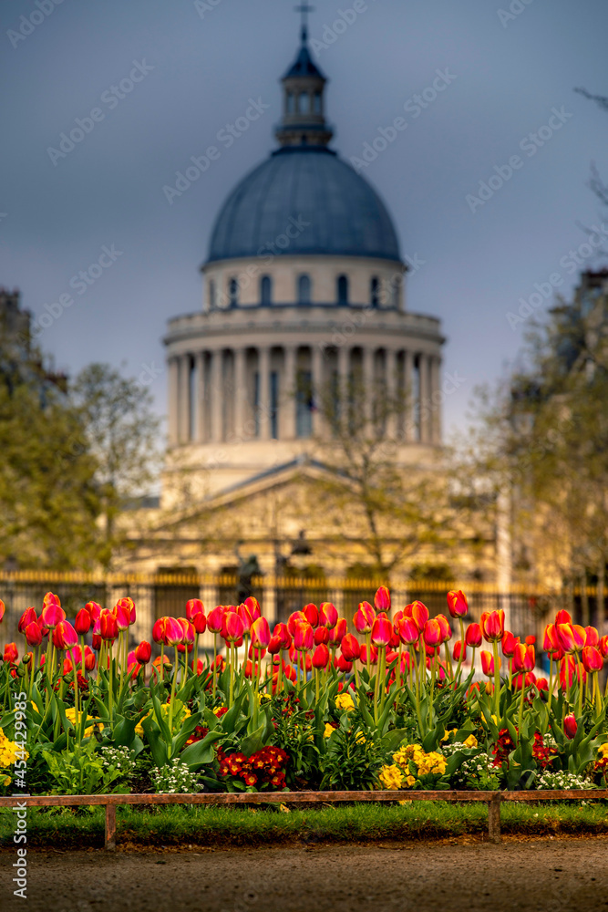 Paris, France - February 8, 2021: Red tulips flowers in Luxembourg garden with blurred Pantheon monument in background in Paris