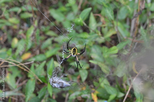 Garden Spider Captures Cicada in Web - Predator and Prey