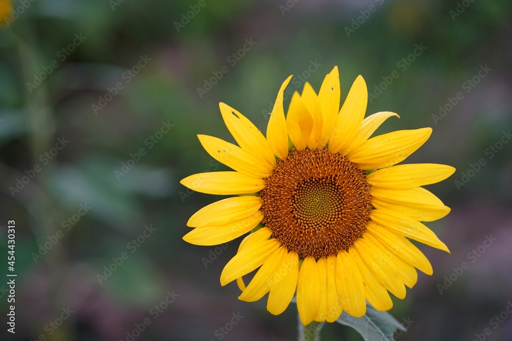sunflower on the field sunflower on the field