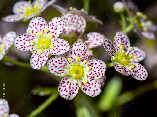 Photography Little flowers of Saxifraga paniculata Dr Clay