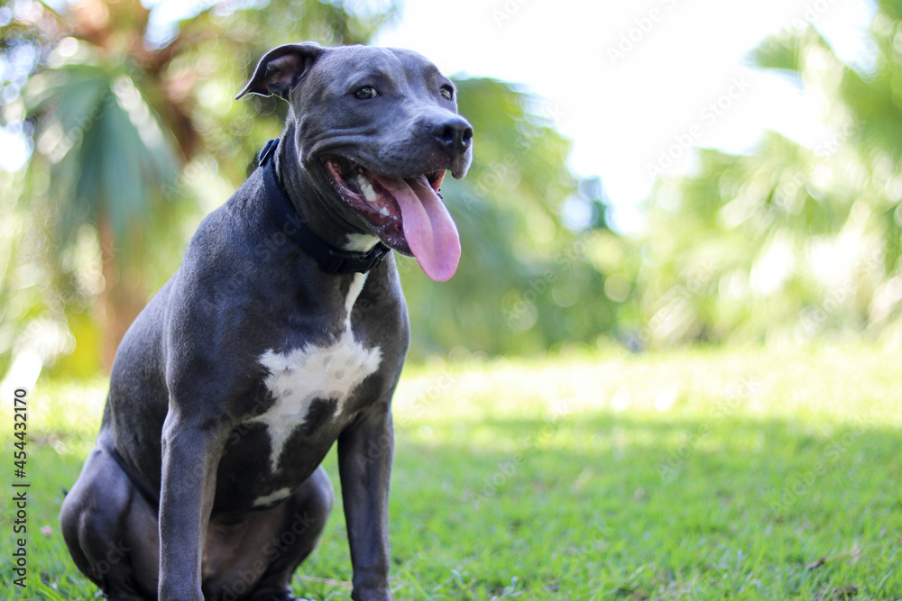 Pit bull puppy dog playing and having fun in the park. Selective focus. Pit bull puppy dog playing and having fun in the park. Selective focus.
