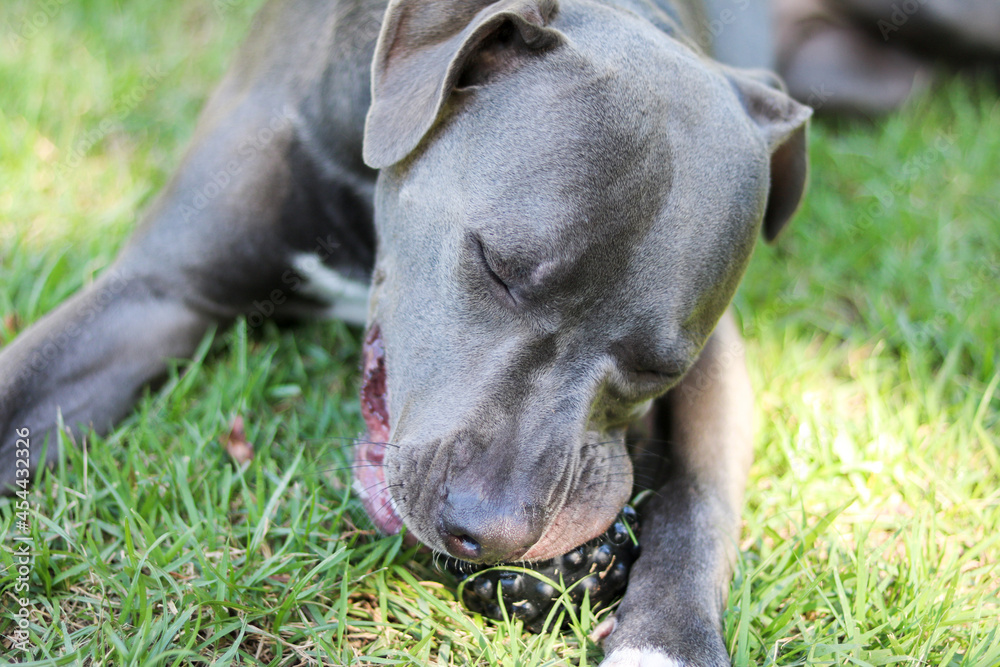 Pit bull puppy dog playing and having fun in the park. Selective focus. Pit bull puppy dog playing and having fun in the park. Selective focus.