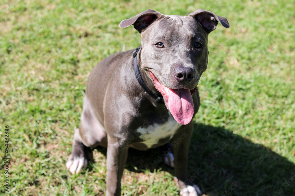 Pit bull puppy dog playing and having fun in the park. Selective focus.