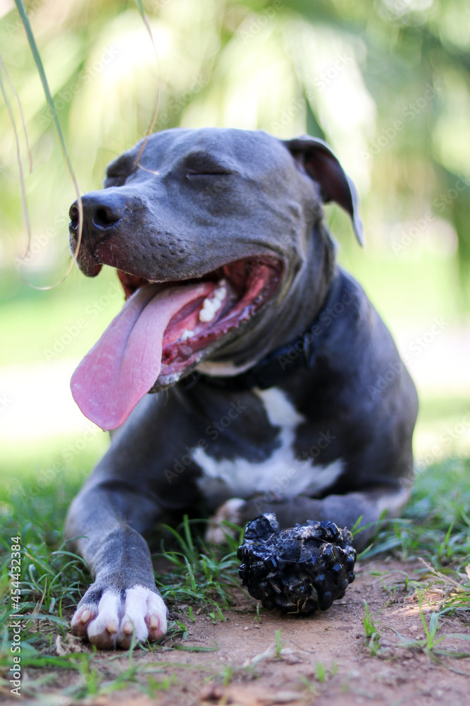 Pit bull puppy dog playing and having fun in the park. Selective focus.