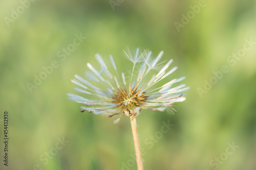 The common dandelion (lat. Taraxacum officinale), of the family Asteraceae (the daisy family).