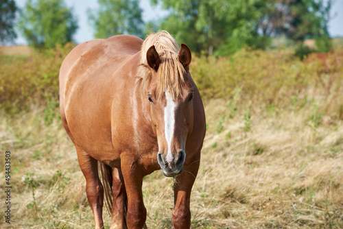 Chestnut heavy draft horse with white stripe grazes in the meadow and looks at the camera