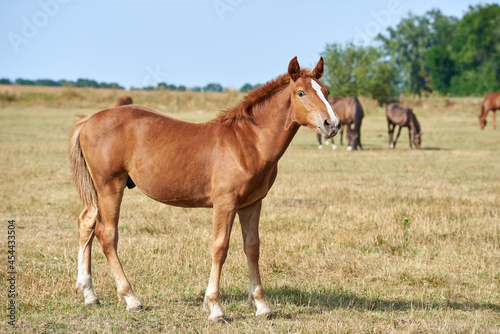 Chestnut foal of heavy draft breed on the meadow in the herd looking at the camera