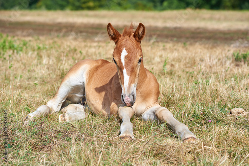Cute chestnut foal with a white stripe on the forehead lying on the grass